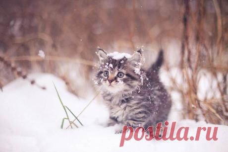Мой Мир@Mail.Ru