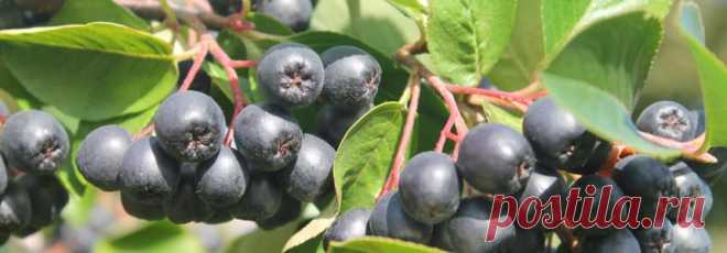 Удивительный суперфрукт — ягода арония: 6 полезных свойств для здоровья - Женский журнал WOMENZINE Удивительный суперфрукт — ягода арония: 6 полезных свойств для здоровья. арония - Женский журнал WOMENZINE