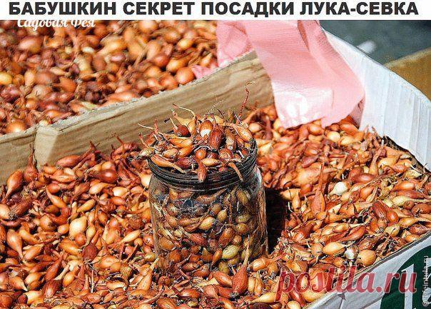 секрет посадки лука