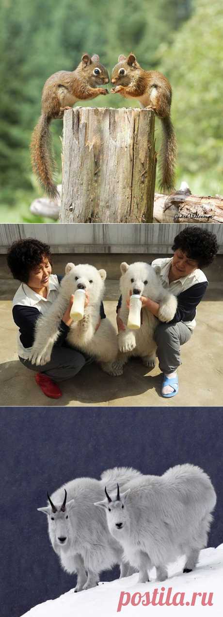 25 близнецов из мира животных, принесут в 2 раза больше счастья