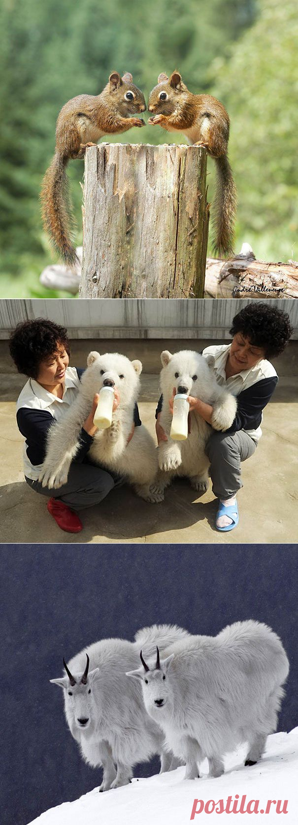 25 близнецов из мира животных, принесут в 2 раза больше счастья