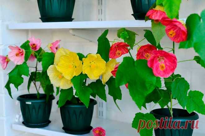 Комнатное растение Абутилон (лат. Abutilon). Это обильно ветвящийся вечнозеленый кустарник называют "комнатным кленом". На ярком свету и под люминесцентными лампами в комнате он быстро разрастается и непрерывно цветет с ранней весны до осени. Абутилон прекрасно подходит для озеленения помещений. Его нередко выращивают как ампельное растение. Обильное цветение стимулирует весенняя обрезка всех длинных побегов на половину их длинны. Цветки многочисленные, красные или желтые.