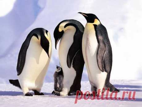 Представление чада родне.