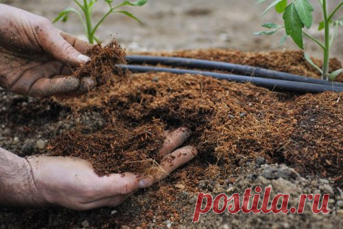 Что необходимо класть в лунку при посадке помидоров? Полезные советы