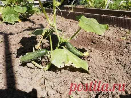 4 культуры, которые не поздно сажать в июле: успеют дать урожай до наступления холодов. Июль раскрывает секреты для тех, кто знает его скрытый потенциал на огороде. Время сажать культуры, обещающие щедрый поздний урожай при грамотном подходе.
