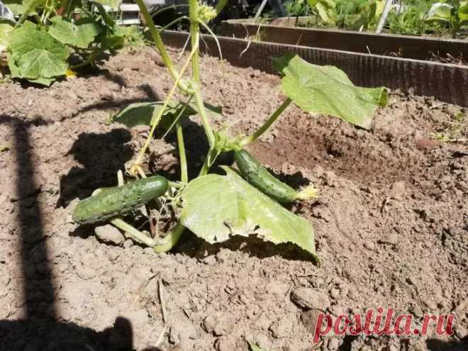 4 культуры, которые не поздно сажать в июле: успеют дать урожай до наступления холодов. Июль раскрывает секреты для тех, кто знает его скрытый потенциал на огороде. Время сажать культуры, обещающие щедрый поздний урожай при грамотном подходе.