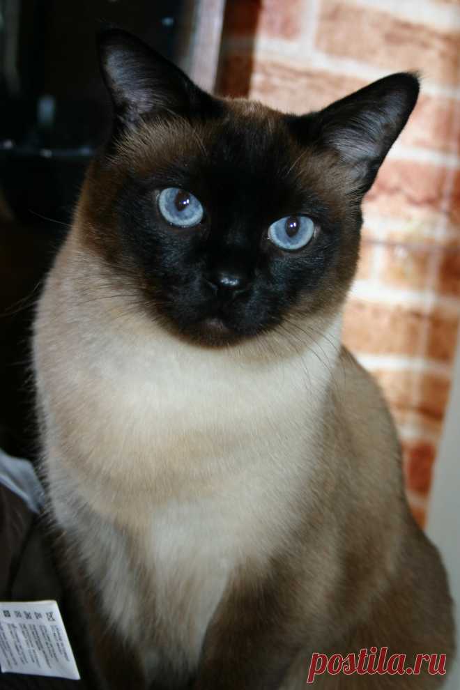 Просто красавчик.