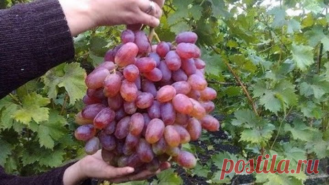 Сорта Винограда. Юлиан. Виноград 2015.