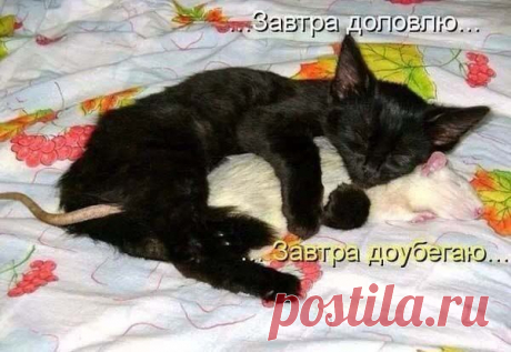 коты
