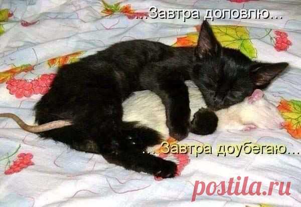 коты