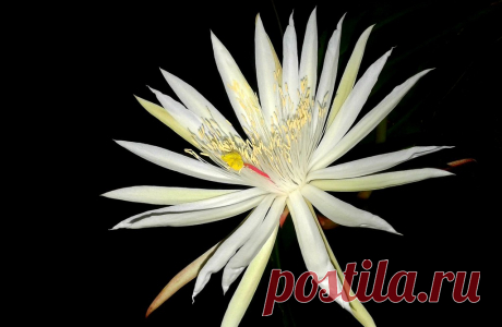 Epiphyllum pillanthus var.Hookerii Esta planta  se puede denominar con una veintena de nombres científicos usados por los diferentes taxónomos que la clasificaron… o sea Hilocereus speciosus… epi Strictum etc…, Dentro de este género Epiphyllum se encuentra un grupo inusual de cactus epífitas (viven en los árboles) ubicados desde el sur de México y América Central y en casi toda América del Sur tropical. A pesar de su naturaleza tropical, son verdaderos cactus y son miembro...