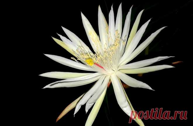 Epiphyllum pillanthus var.Hookerii Esta planta  se puede denominar con una veintena de nombres científicos usados por los diferentes taxónomos que la clasificaron… o sea Hilocereus speciosus… epi Strictum etc…, Dentro de este género Epiphyllum se encuentra un grupo inusual de cactus epífitas (viven en los árboles) ubicados desde el sur de México y América Central y en casi toda América del Sur tropical. A pesar de su naturaleza tropical, son verdaderos cactus y son miembro...