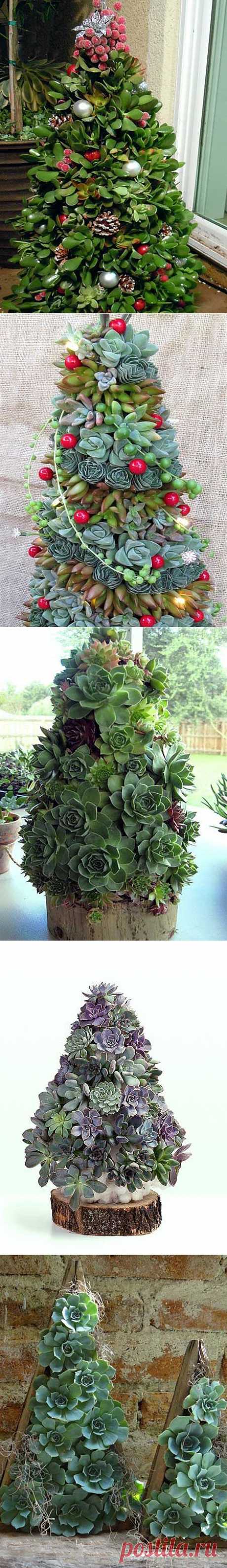 Эти необычные суккуленты: фото оригинальных елочек