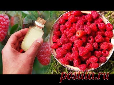 МАЛИНА ЗАВАЛИТ ВАС КРУПНОЙ ЯГОДОЙ, СЕКРЕТНАЯ ПОДКОРМКА МАЛИНЫ ВЕСНОЙ!