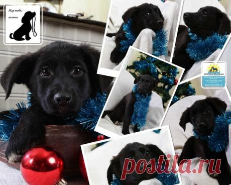 Санкт-Петербург. В дар. Резвый активный щенок Картуш из приюта - Братья наши меньшие .Поможем! Пристроим! Спасем! - Группы Мой Мир