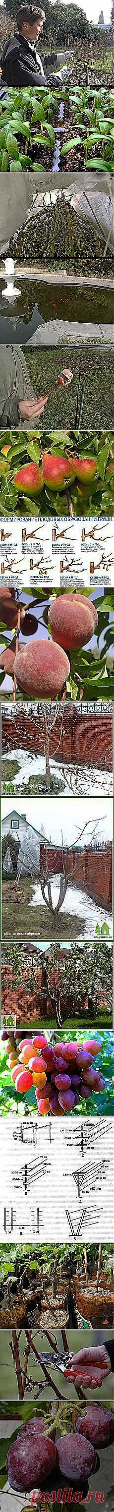 Александр Белугин: Сад и огород | Постила.ru