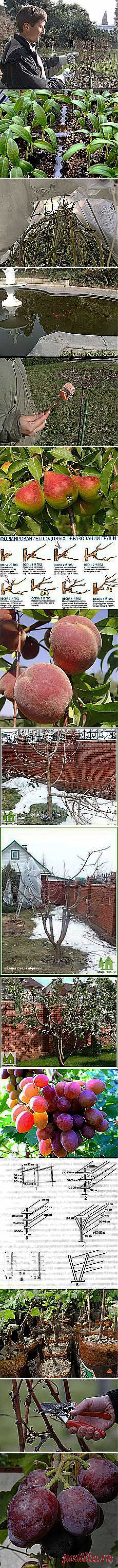 Александр Белугин: Сад и огород | Постила.ru