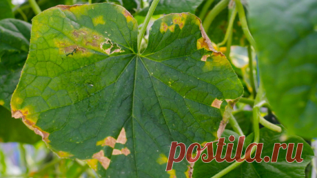 Обеззараживаю почву медным купоросом в сентябре. Грунт оздоровится к весне без дорогих препаратов | Идеальный огород | Дзен