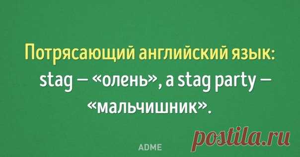 Вот как нужно приручать иностранные языки.
