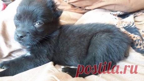 Щенок с обрезанными хвостом и ушами наконец обрел свой дом