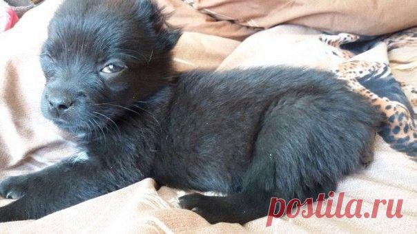 Щенок с обрезанными хвостом и ушами наконец обрел свой дом