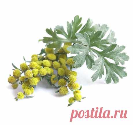 От чего помогает полынь