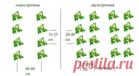 Как сделать грядки под клубнику: примеры и советы по обустройству