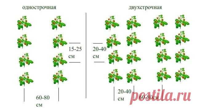 Как сделать грядки под клубнику: примеры и советы по обустройству