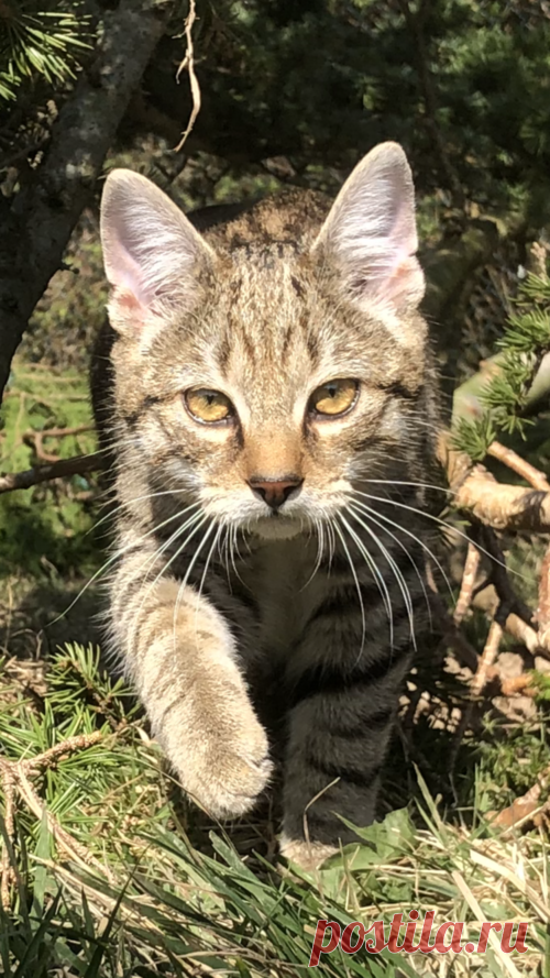 Усыновите шотландскую дикую кошку - пакет цифрового усыновления — Wildcat Haven