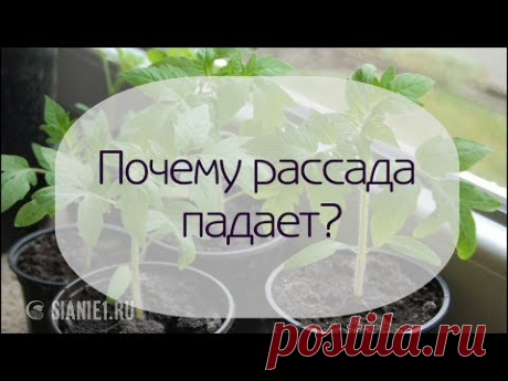 Почему рассада падает и что делать