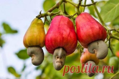 Бьемся об заклад, что вы никогда не видели, как растут эти 20 продуктов - Не снилось