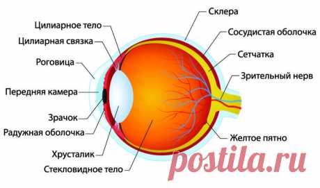 Как сохранить зрение в старости | Журнал Популярная Механика
