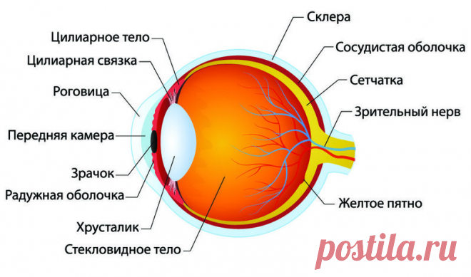 Как сохранить зрение в старости | Журнал Популярная Механика