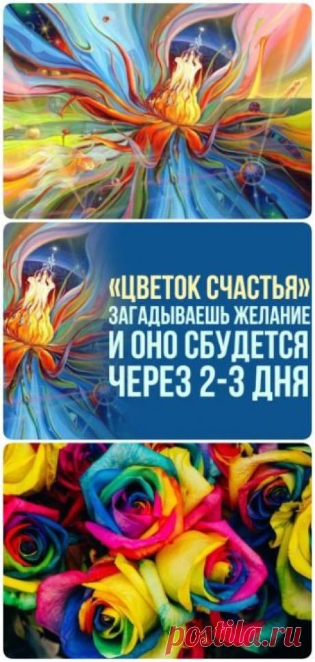 «Цветок счастья»: загадываешь желание и оно сбудется через 2-3 дня…