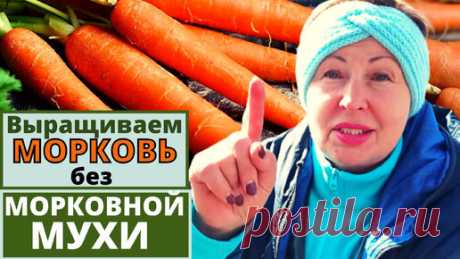 Выращиваю МОРКОВЬ крупную сладкую без морковной мухи. Пять советов для вас | у Светланы ЛОДиСАД | Дзен