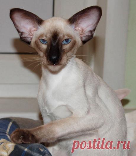 Ориентальная кошка - 83 фото крайне разговорчивой породы