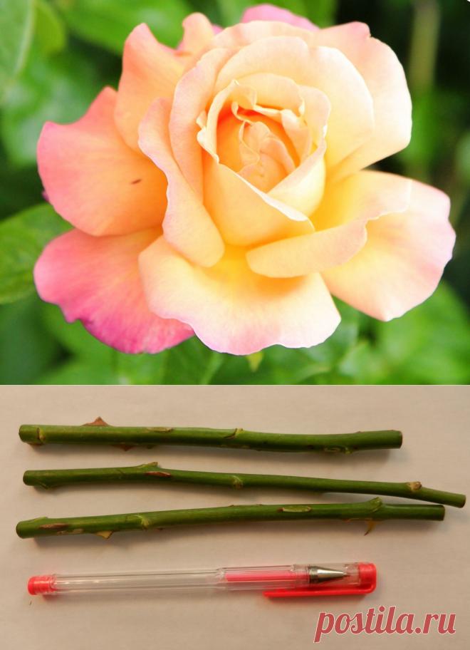 Размножение роз черенками в газете (метод буррито), отводками.