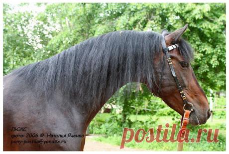 седогривая