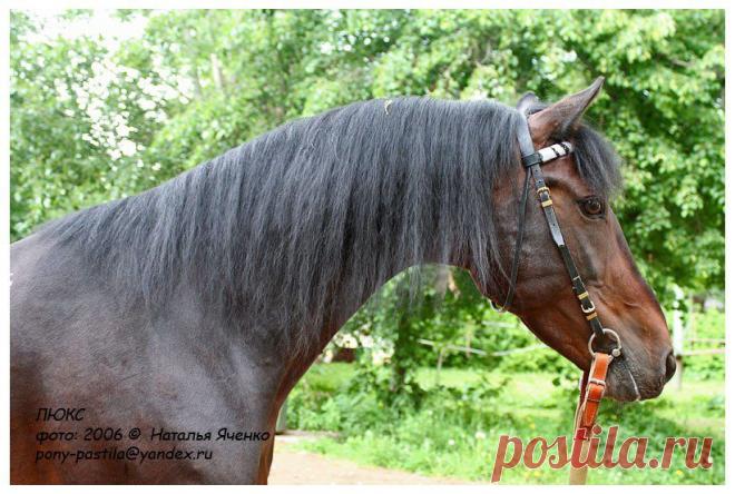 седогривая