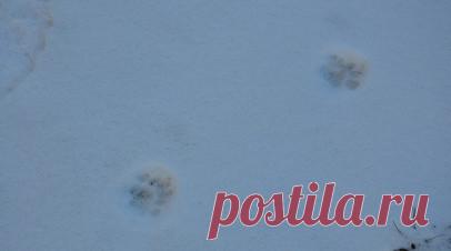 RT: кота, которого выкинули из поезда на станции в Кирове, нашли мёртвым. Кота Твикса, которого проводница поезда Екатеринбург — Санкт-Петербург выбросила в Кирове, нашли мёртвым. Об этом RT рассказала участница поисков, которая находится на связи с хозяйкой питомца. Читать далее