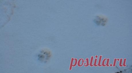 RT: кота, которого выкинули из поезда на станции в Кирове, нашли мёртвым. Кота Твикса, которого проводница поезда Екатеринбург — Санкт-Петербург выбросила в Кирове, нашли мёртвым. Об этом RT рассказала участница поисков, которая находится на связи с хозяйкой питомца. Читать далее