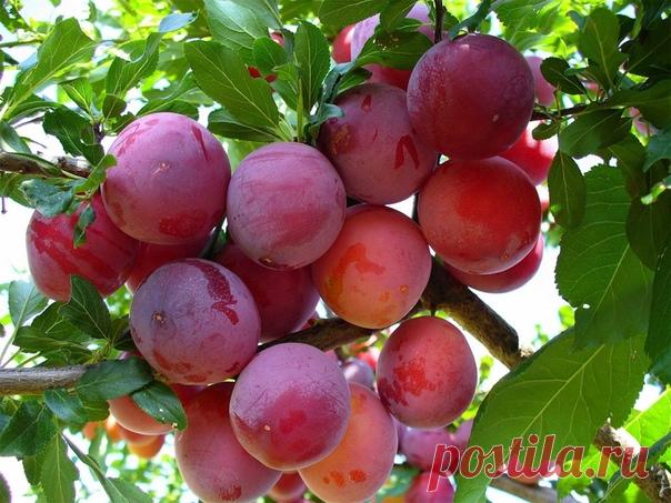 ПРИМЕНЕНИЕ ЗОЛЫ НА ДАЧЕ

1. Зола питает растения

Азота в ней нет, но содержится до 30 элементов: калий, кальций, магний, железо, кремний, фосфор, сера, бор, марганец и др.

Зола может заменить фосфорно-калийное удобрение. При этом в древесной золе и в золе, полученной от сжигания соломы, содержится разное количество элементов.
В 100 г древесной золы (1 стакан объёмом 200 гр) содержится 3 г фосфора, 8 г калия, 25 г кальция.
Зола соломы содержит больше питательных веществ –...