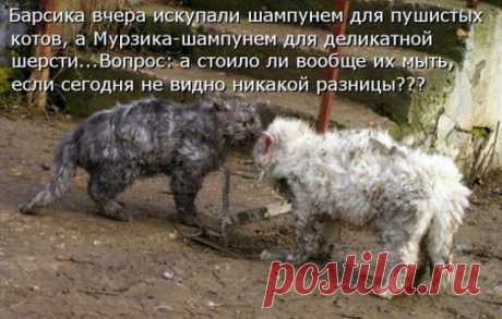 Стерилизация кошек и кастрация котов – зачем это нужно? | Уши, лапы, хвост