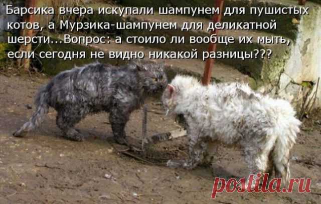 Стерилизация кошек и кастрация котов – зачем это нужно? | Уши, лапы, хвост