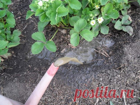 ЛУЧШИЕ УДОБРЕНИЯ ДЛЯ ОГОРОДНЫХ ОВОЩЕЙ: ПОЛЕЗНЫЕ СОВЕТЫ. — Socialpost