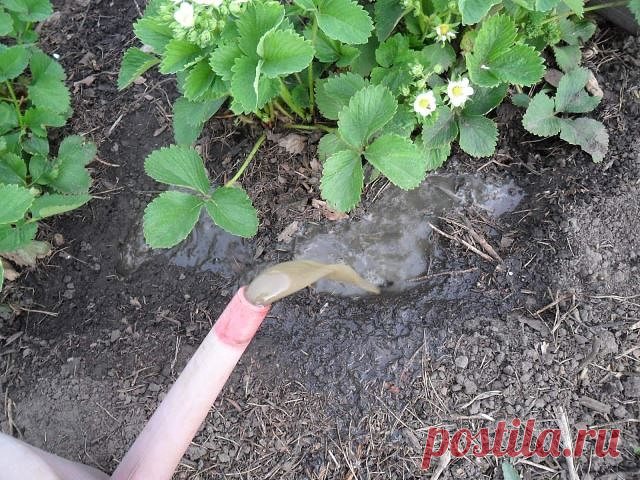 ЛУЧШИЕ УДОБРЕНИЯ ДЛЯ ОГОРОДНЫХ ОВОЩЕЙ: ПОЛЕЗНЫЕ СОВЕТЫ. — Socialpost