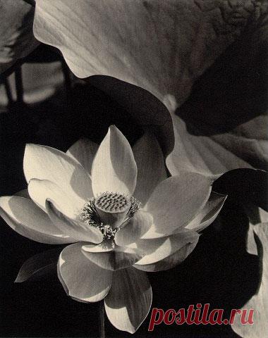 Lotus mount kisco New-York 1915