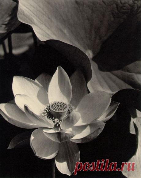 Lotus mount kisco New-York 1915