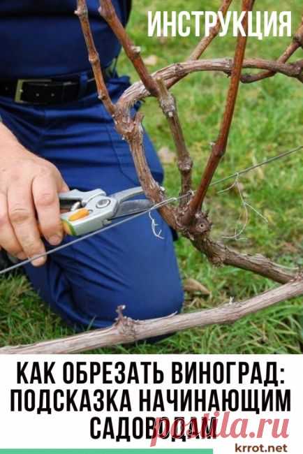 виноградник