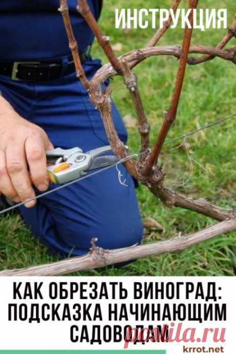 виноградник